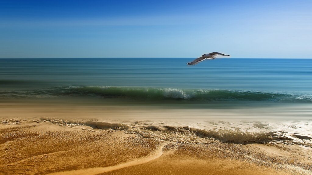 seagull-g19a29a008_1920