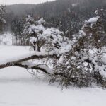 Der umgestürzte Baum und die „Kognitive Dissonanz“